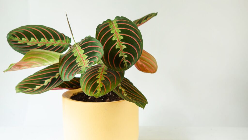 La maranta. // Source : Canva La maranta. // Source : Canva