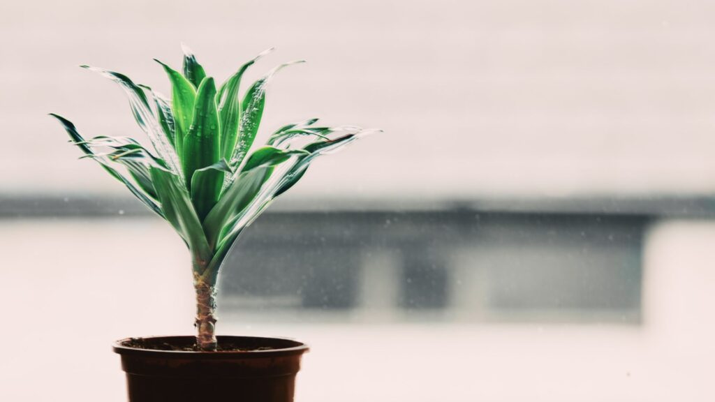 Le dracaena, peu capricieux en intérieur. // Source : Canva Le dracaena, peu capricieux en intérieur. // Source : Canva
