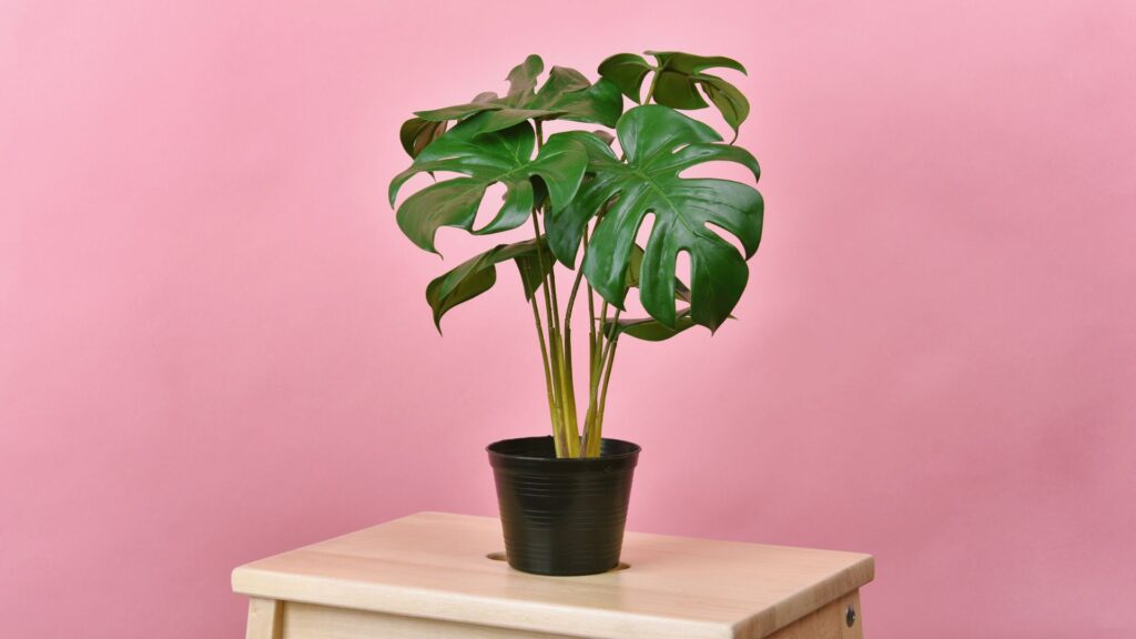 L'élégance inégalée du monstera. // Source : Canva L'élégance inégalée du monstera. // Source : Canva