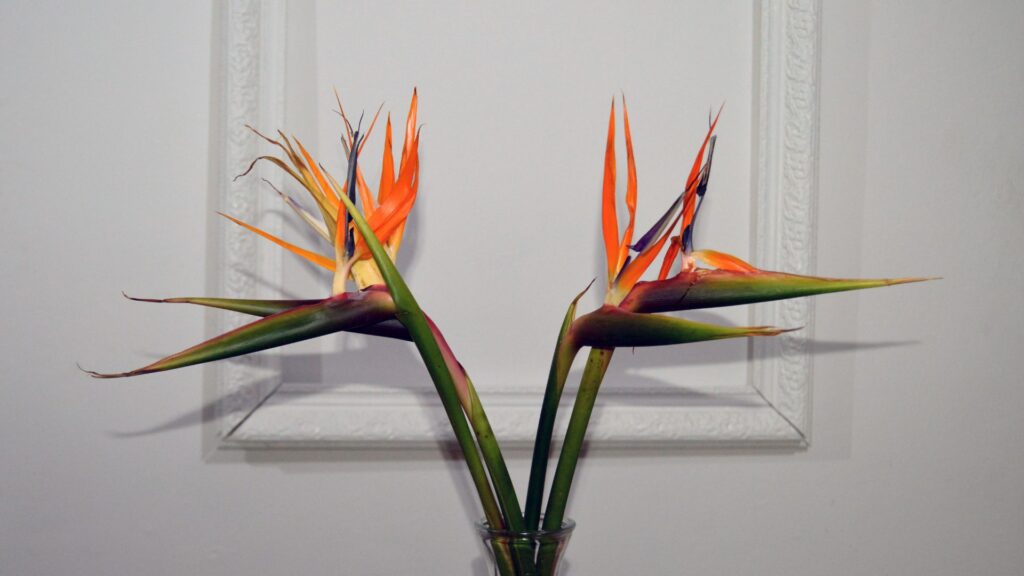 Le strelitzia. // Source : Canva Le strelitzia. // Source : Canva