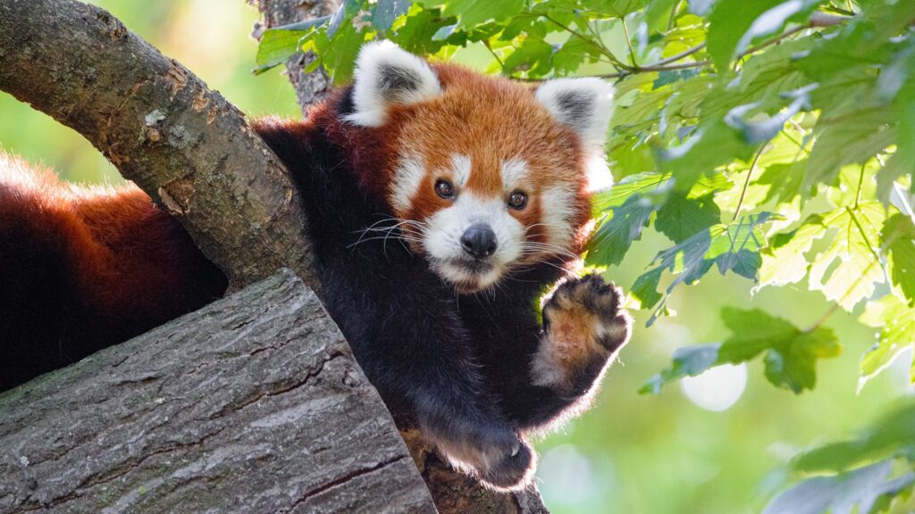 panda roux panda roux