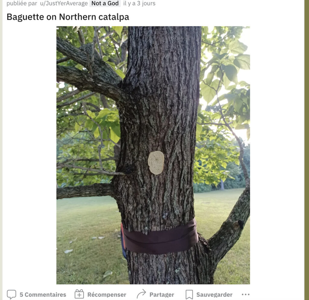 Coller du pain sur des arbres, une activité qui plait sur Reddit. // Source : Reddit Coller du pain sur des arbres, une activité qui plait sur Reddit. // Source : Reddit