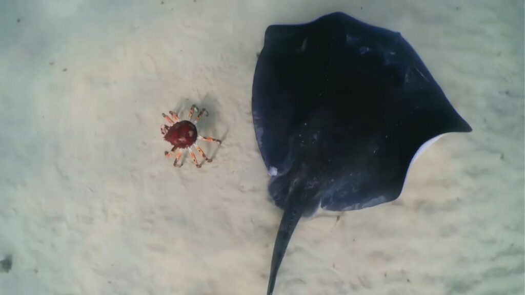 Le robot crabe à la merci de la raie. // Source : Capture YouTube BBC Earth Le robot crabe à la merci de la raie. // Source : Capture YouTube BBC Earth