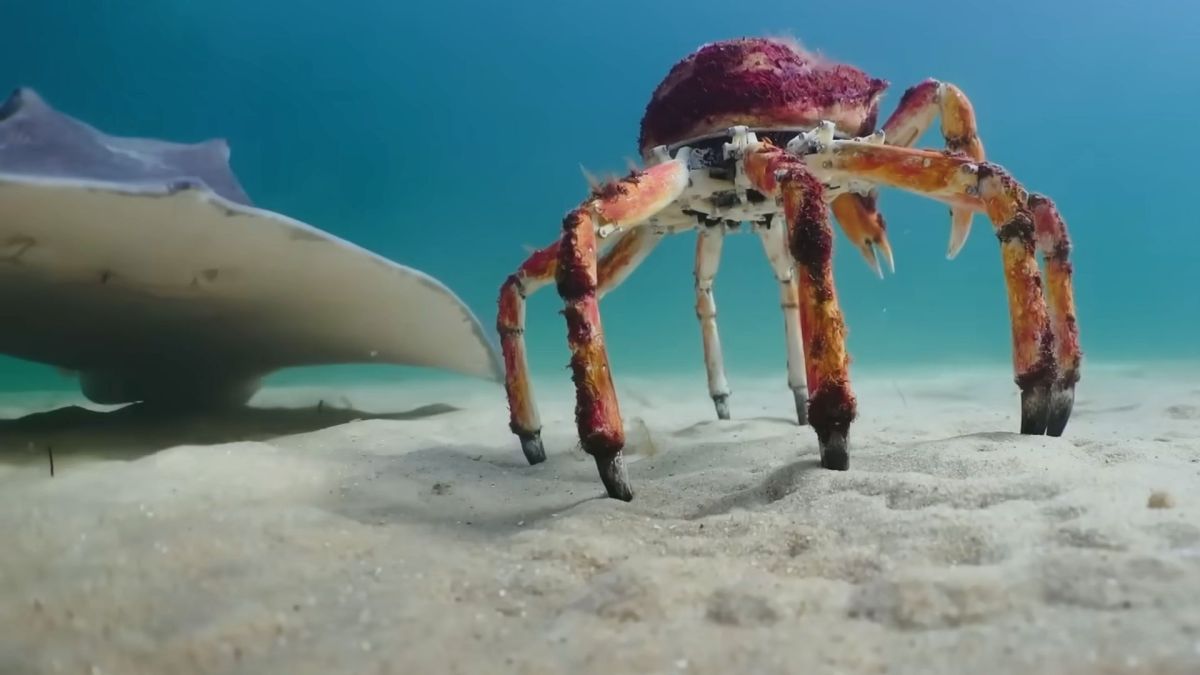 Le robot crabe et la raie. // Source : Capture YouTube BBC Earth Le robot crabe et la raie. // Source : Capture YouTube BBC Earth