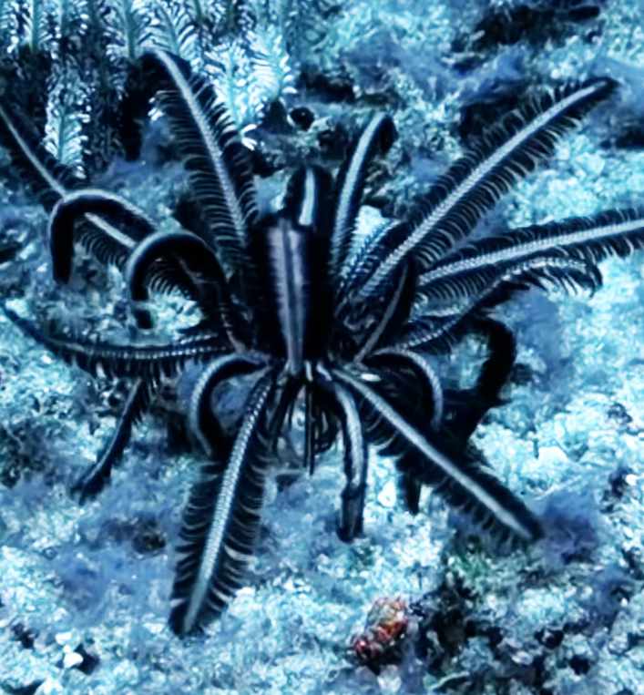 Une autre tropiometra carinata filmée par Sabrina Signer // Source : @seayouunderwater Une autre tropiometra carinata filmée par Sabrina Signer // Source : @seayouunderwater