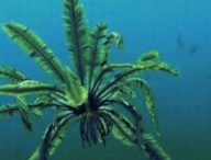 Une Tropiometra carinata // Source : @seayouunderwwater Une Tropiometra carinata // Source : @seayouunderwwater