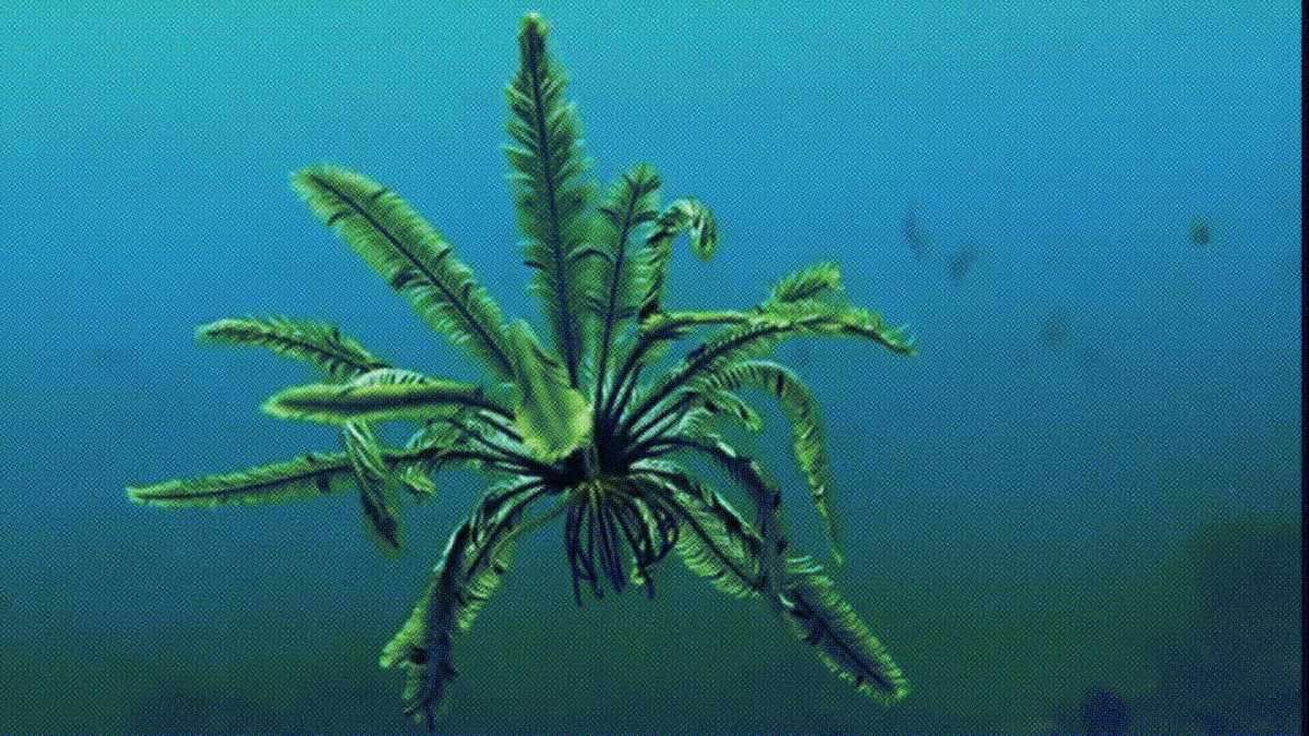 Une Tropiometra carinata // Source : @seayouunderwwater Une Tropiometra carinata // Source : @seayouunderwwater