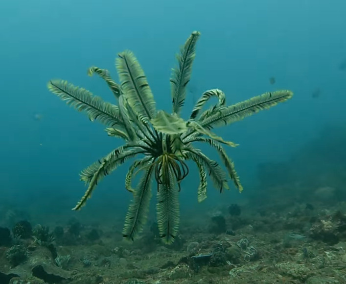 Une tropiometra carinata sous l'eau // Source : @seayouunderwater Une tropiometra carinata sous l'eau // Source : @seayouunderwater