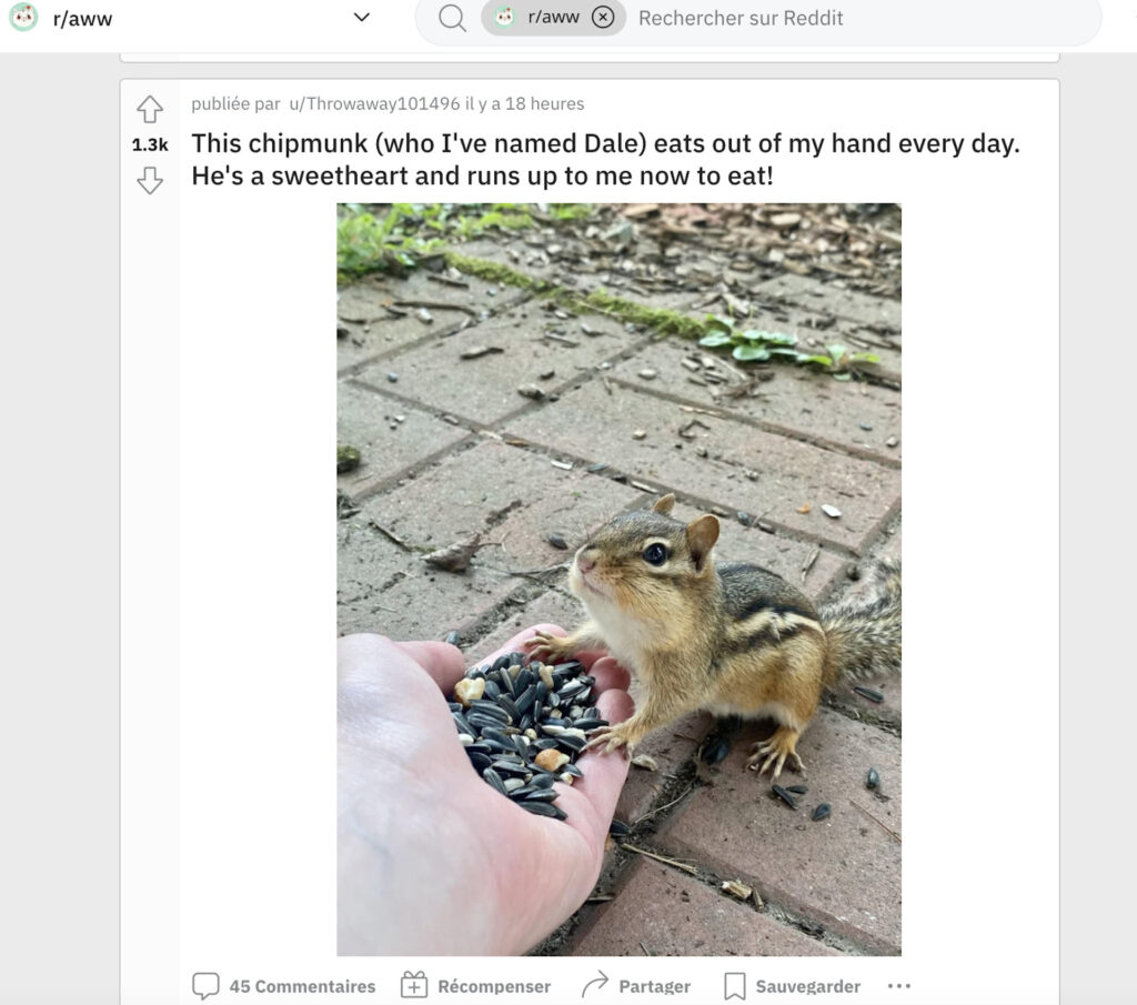 Les photos d'animaux mignons sont de retour sur r/aww. // Source : Reddit. Capture d'écran Numerama. Les photos d'animaux mignons sont de retour sur r/aww. // Source : Reddit. Capture d'écran Numerama.
