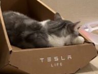 Panier pour chat Tesla Cybertruck // Source : Twitter