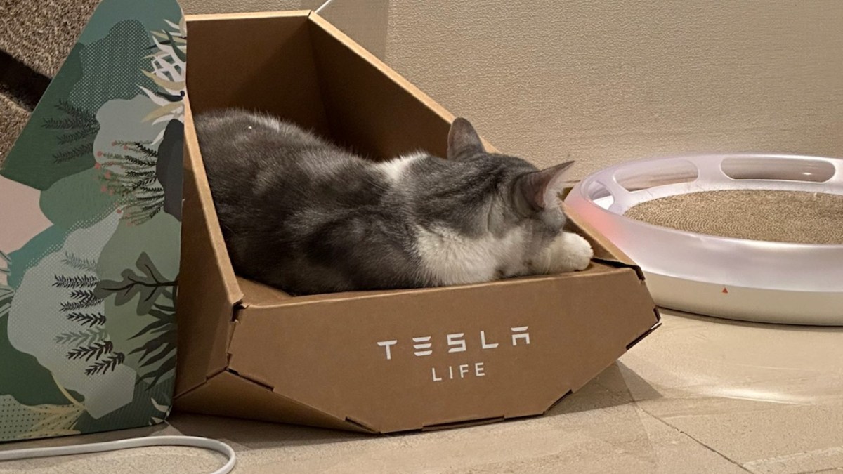 Panier pour chat Tesla Cybertruck // Source : Twitter Panier pour chat Tesla Cybertruck // Source : Twitter