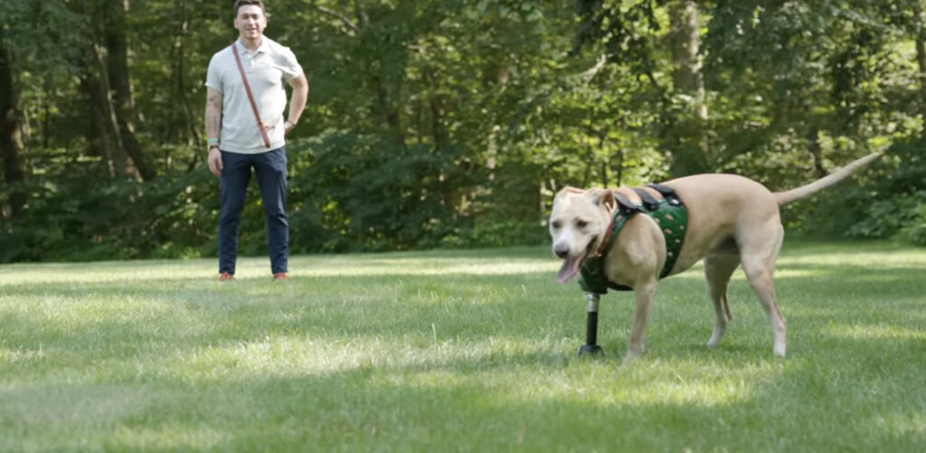 Les chiens mettent du temps à faire confiance à leur prothèse, mais finissent par retrouver leurs habitudes. Les chiens mettent du temps à faire confiance à leur prothèse, mais finissent par retrouver leurs habitudes.