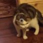 Http Cat // Source : Http Cat Http Cat // Source : Http Cat