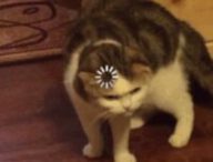 Http Cat // Source : Http Cat Http Cat // Source : Http Cat
