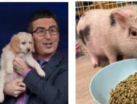 De John Oliver avec des animaux mignons aux animaux mignons sans John Oliver, il n'y a qu'un pas. // Source : Reddit. Montage Numerama avec Canva. De John Oliver avec des animaux mignons aux animaux mignons sans John Oliver, il n'y a qu'un pas. // Source : Reddit. Montage Numerama avec Canva.