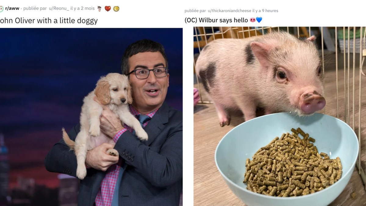 De John Oliver avec des animaux mignons aux animaux mignons sans John Oliver, il n'y a qu'un pas. // Source : Reddit. Montage Numerama avec Canva. De John Oliver avec des animaux mignons aux animaux mignons sans John Oliver, il n'y a qu'un pas. // Source : Reddit. Montage Numerama avec Canva.