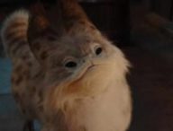 Le loth-cat de Sabine Wren  // Source : Disney+