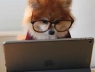 Les lunettes anti lumière blue ne marcheraient pas // Source : Unsplash / Cookie the Pom