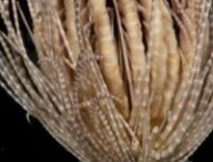 Promachocrinus fragarius // Source : McLaughlin, Wilson, Rouse/Invertebrate Systematics