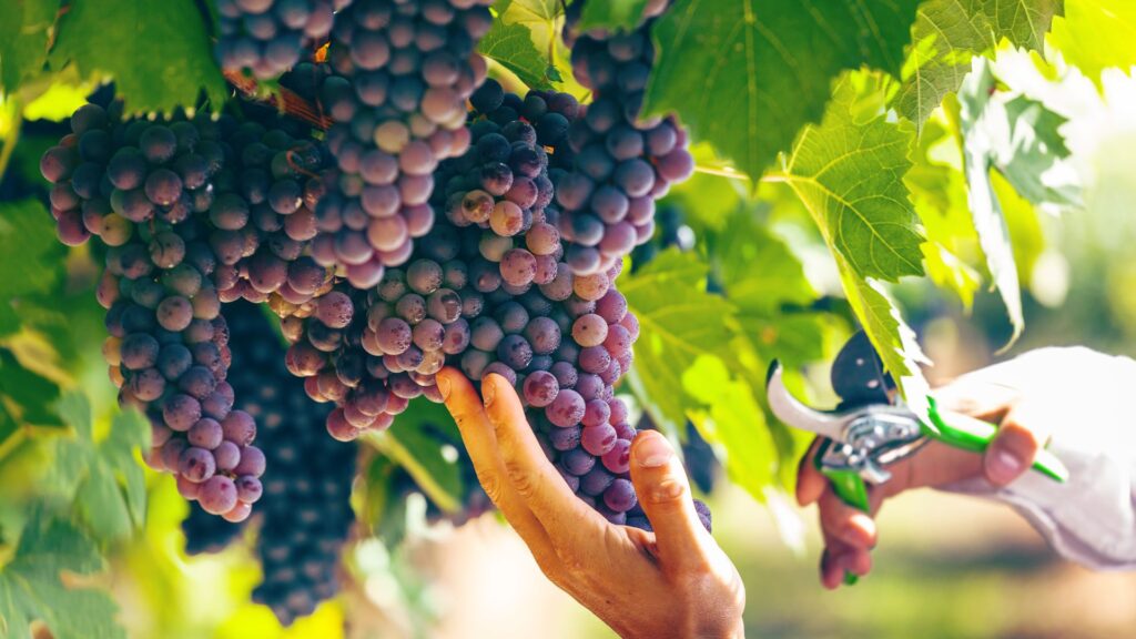 Les vignes risquent des brûlures, en cas de fortes chleurs. // Source : Canva Les vignes risquent des brûlures, en cas de fortes chleurs. // Source : Canva