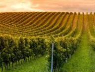 Vignes, chaleur // Source : Canva Vignes, chaleur // Source : Canva