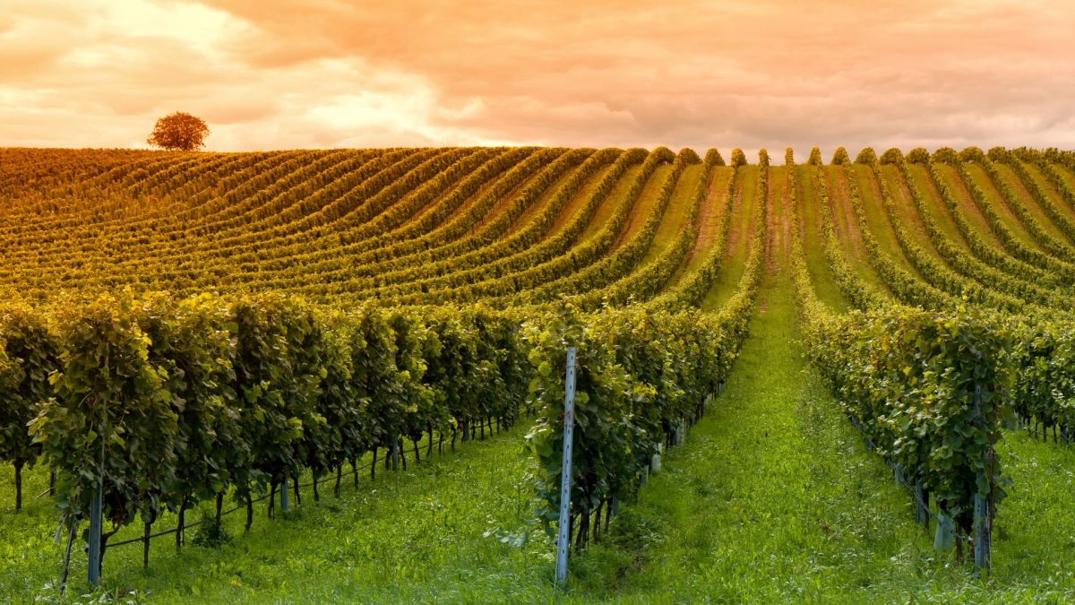 Vignes, chaleur // Source : Canva Vignes, chaleur // Source : Canva