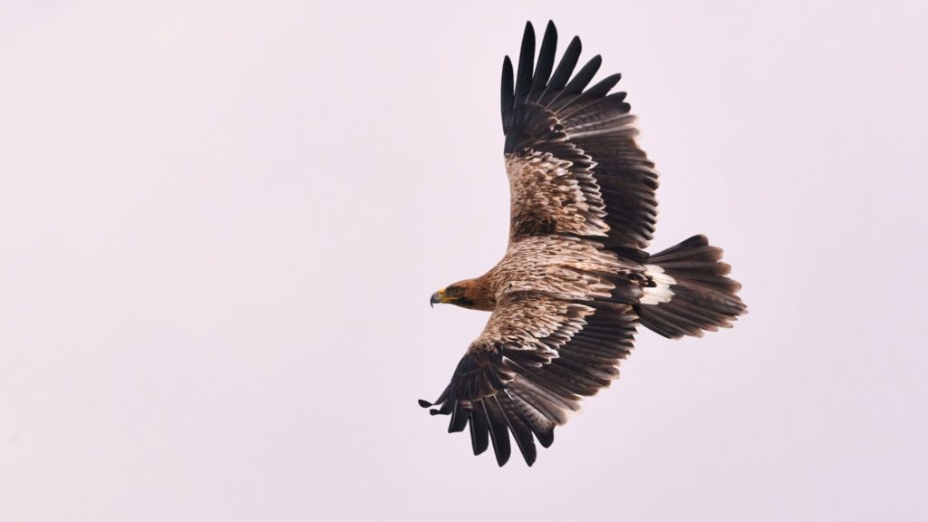 L'aigle impérial fait partie des espèces menacées, en raison de la destruction de son habitat et de la chasse. // Source : Canva L'aigle impérial fait partie des espèces menacées, en raison de la destruction de son habitat et de la chasse. // Source : Canva