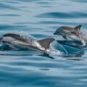 Des dauphins // Source : Canva Des dauphins // Source : Canva