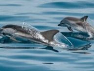 Des dauphins // Source : Canva Des dauphins // Source : Canva