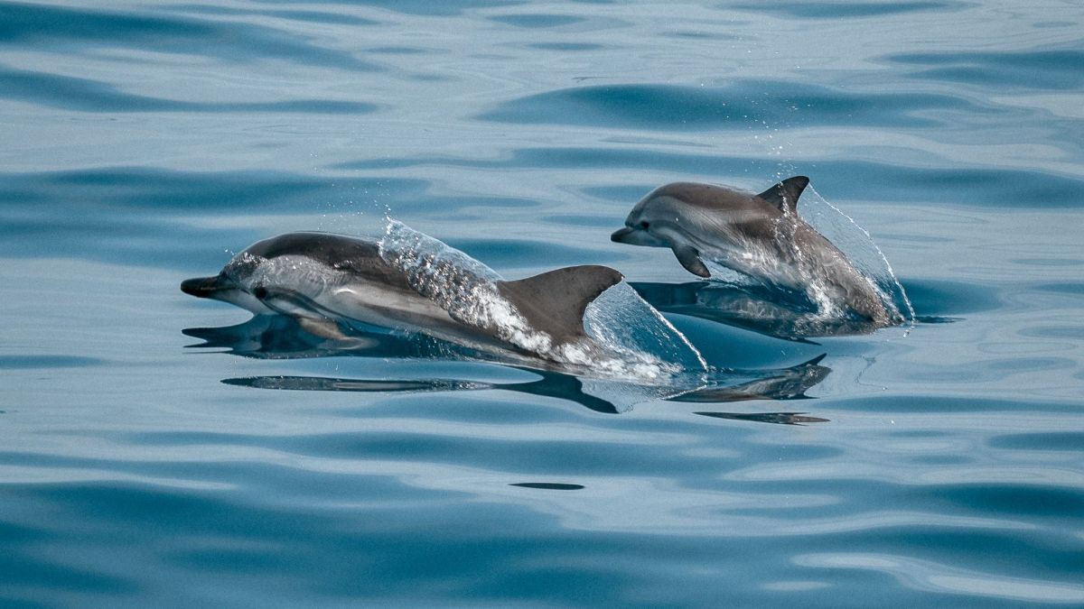 Des dauphins // Source : Canva Des dauphins // Source : Canva
