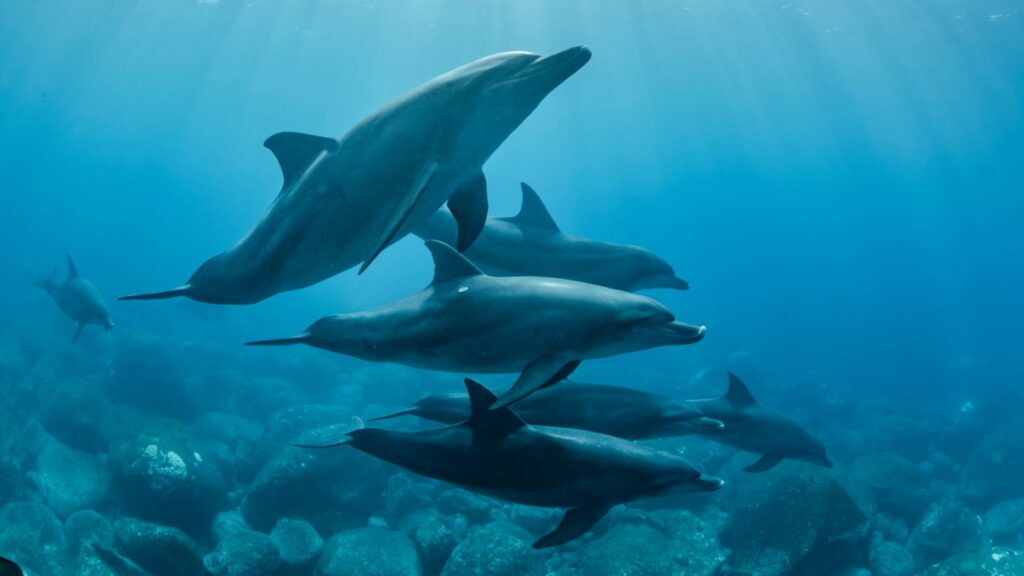 Beaucoup de dauhpins, tués par ces méthodes de pêche, meurent en s'échouant de manière invisible, au fond de l'eau. // Source : Canva Beaucoup de dauhpins, tués par ces méthodes de pêche, meurent en s'échouant de manière invisible, au fond de l'eau. // Source : Canva