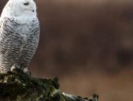 Un harfang des neiges, espèce menacée. // Source : Canva