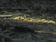 Lave trouvée dans le Holuhraun, en Islande. // Source : DLR, Daniel Beckmann Lave trouvée dans le Holuhraun, en Islande. // Source : DLR, Daniel Beckmann