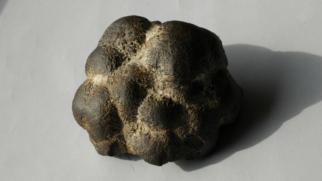 Ce n'est pas une météorite, mais du sulfure de fer (ou une marcassite). // Source : Flickr/CC/Muséum de Toulouse Ce n'est pas une météorite, mais du sulfure de fer (ou une marcassite). // Source : Flickr/CC/Muséum de Toulouse
