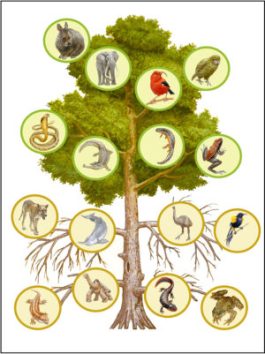 Représentation de l'« l'arbre de la vie » dans l'étude, pour illustrer l'implication de l'extinction de certaines branches. // Source : PNAS/sept2023/Gerardo Ceballos, Paul R. Ehrlich Représentation de l'« l'arbre de la vie » dans l'étude, pour illustrer l'implication de l'extinction de certaines branches. // Source : PNAS/sept2023/Gerardo Ceballos, Paul R. Ehrlich