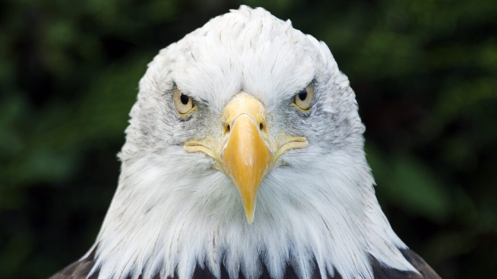 aigle pygargue aigle pygargue