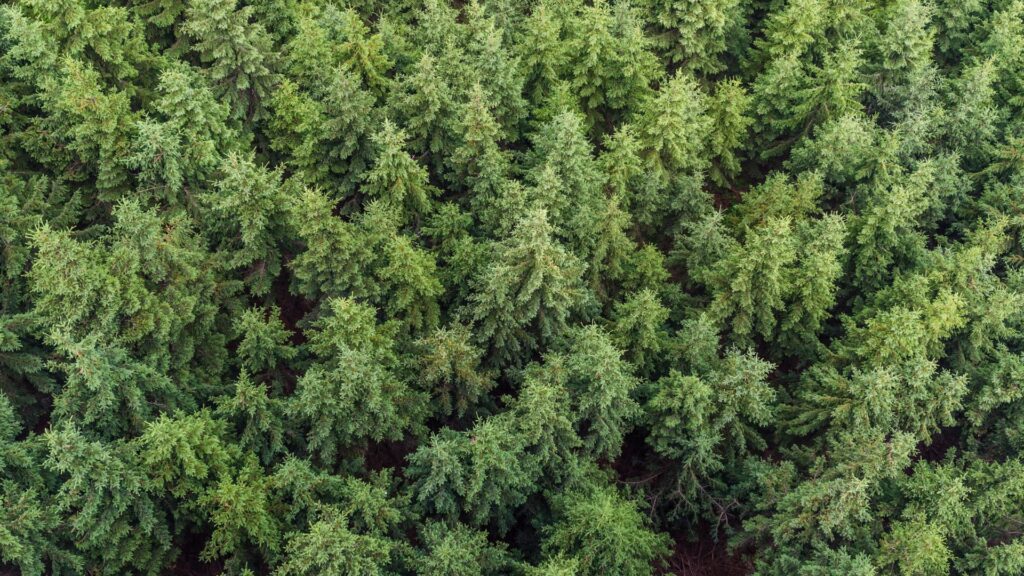 Forêt de sapins // Source : Canva Forêt de sapins // Source : Canva