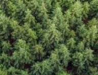 Forêt de sapins // Source : Canva Forêt de sapins // Source : Canva