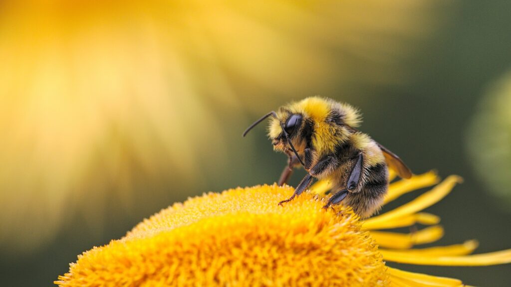 Les abeilles disparaissent, quel impact sur la biodiversité ? // Source : Dmitry Grigoriev via Unsplash Les abeilles disparaissent, quel impact sur la biodiversité ? // Source : Dmitry Grigoriev via Unsplash