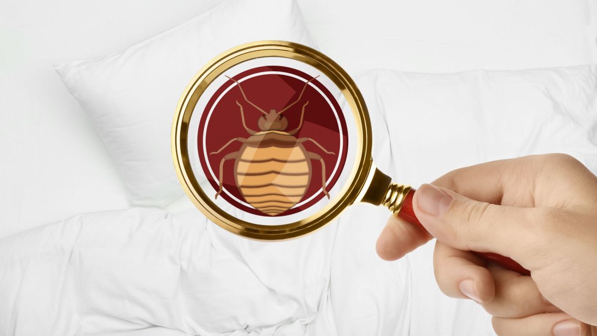 Punaises de lit : il faut réagir vite pour juguler une infestation. // Source : Canva Punaises de lit : il faut réagir vite pour juguler une infestation. // Source : Canva