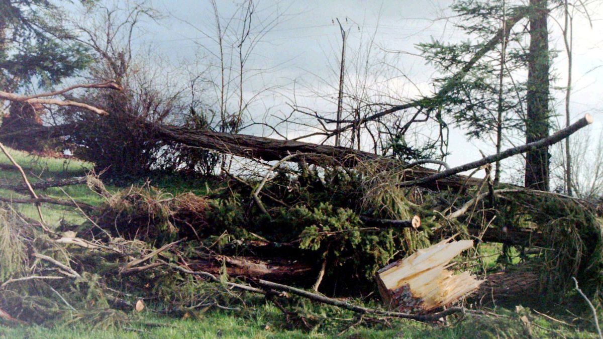 Dégâts de la tempête Martin en Dordogne, 1999. // Source : Wikimedia/CC/Traumrune (photo recadrée) Dégâts de la tempête Martin en Dordogne, 1999. // Source : Wikimedia/CC/Traumrune (photo recadrée)