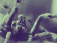 Araignée Lycosidae // Source : Wikimédias, Raphael Poupon
