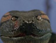 Le film Anaconda  // Source : Capture YouTube