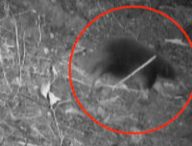 monotreme-echidnes-attenborough-3