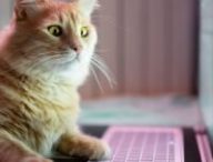 Un chat et un ordinateur. // Source : Canva