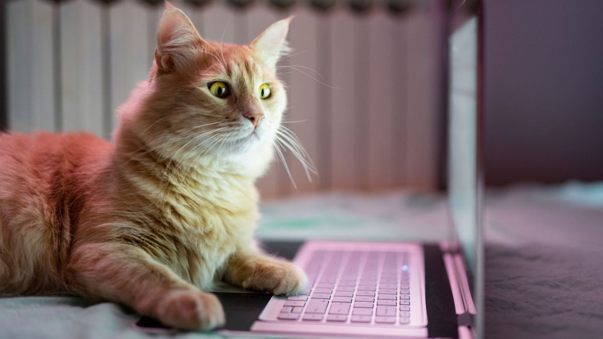 Un chat et un ordinateur. // Source : Canva Un chat et un ordinateur. // Source : Canva