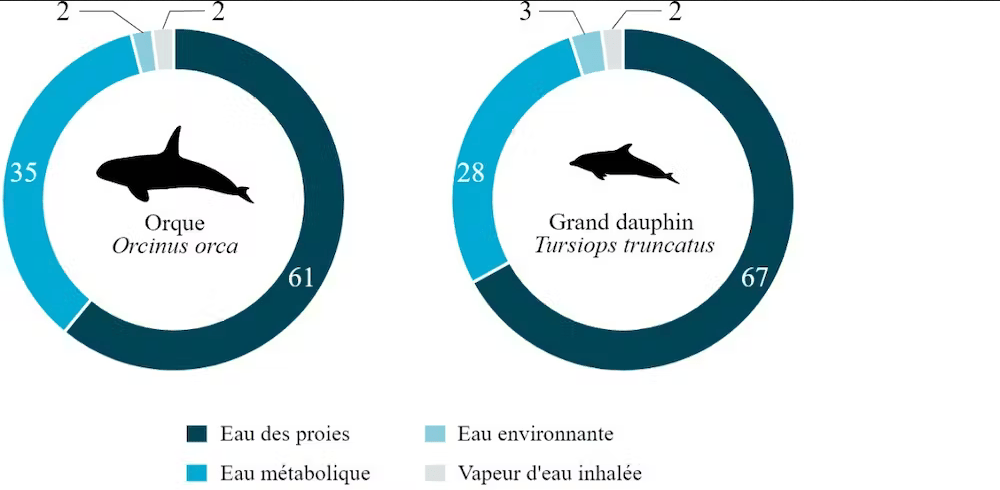Contributions relatives de chacune des sources d’eau chez les orques et les grands dauphins Contributions relatives de chacune des sources d’eau chez les orques et les grands dauphins