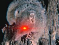 L'antechinus est un marsupial qui intrigue les chercheurs  // Source : ANT / Science