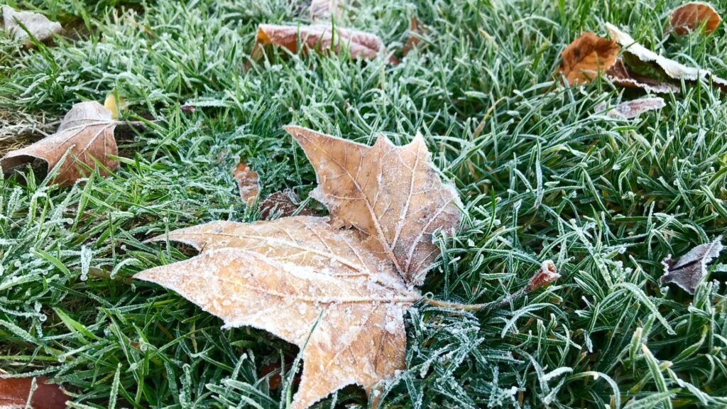 Pas de neige prévue en France durant cet épisode de froid, mais de la gelée. // Source : Canva Pas de neige prévue en France durant cet épisode de froid, mais de la gelée. // Source : Canva