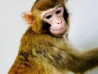 Singe rhésus cloné ayant survécu jusqu'à 2 ans. // Source : Étude dans Nature Communications